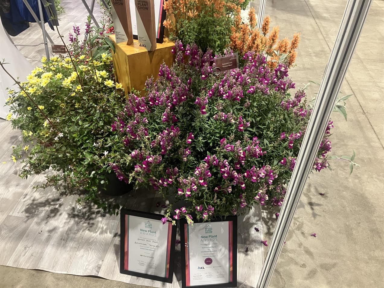 Antirrhinum 'Shiryu Kiss'